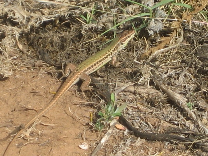 Podarcis waglerianus